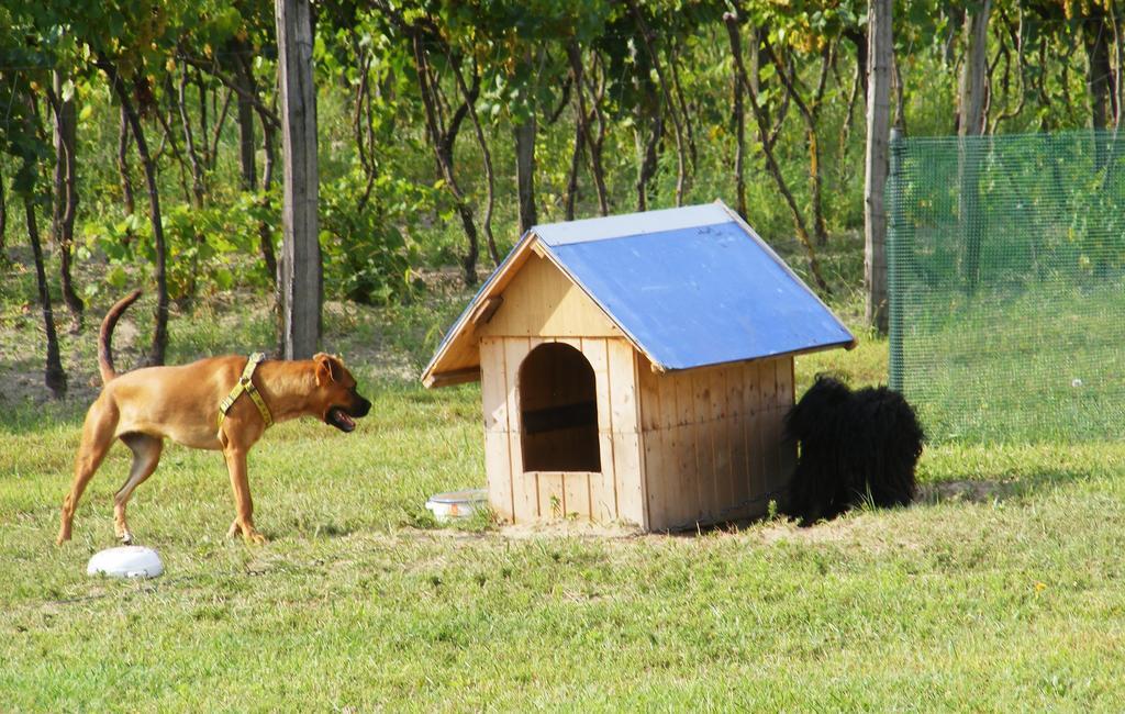 Szerencsecsillag Vendégház Kiskoros Exterior foto